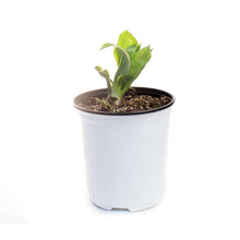 Load image into Gallery viewer, Hosta, 1 gal, Tootie Mae
