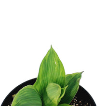 Load image into Gallery viewer, Hosta, 1 gal, Tootie Mae
