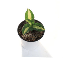Load image into Gallery viewer, Hosta, 1 gal,Wild Brim