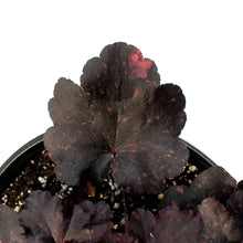Load image into Gallery viewer, Heuchera, 1Gal, Midnight Rose