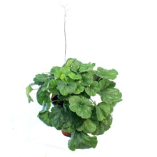Load image into Gallery viewer, Heuchera, 1Gal, Firefly