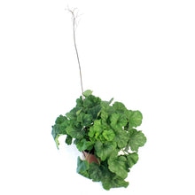 Load image into Gallery viewer, Heuchera, 1Gal, Firefly