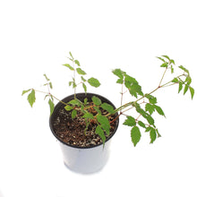 Load image into Gallery viewer, Astilbe, 1 gal, Firework Pink