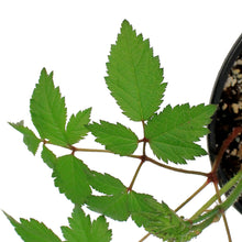 Load image into Gallery viewer, Astilbe, 1 gal, Firework Pink