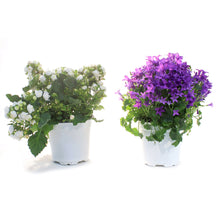 Load image into Gallery viewer, Campanula, 4in, Assorted