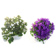 Load image into Gallery viewer, Campanula, 4in, Assorted