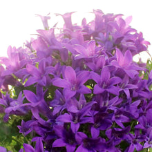 Load image into Gallery viewer, Campanula, 4in, Assorted