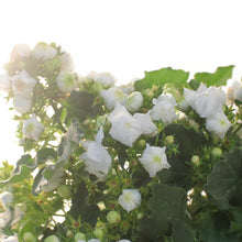 Load image into Gallery viewer, Campanula, 4in, Assorted