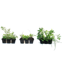 Load image into Gallery viewer, Herb, 6pk, Jumbo, Assorted