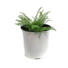 Load image into Gallery viewer, Achillea, 1 gal,Saucy Seduction
