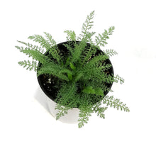 Load image into Gallery viewer, Achillea, 1 gal,Saucy Seduction
