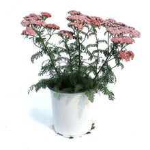 Load image into Gallery viewer, Achillea, 1 gal,Saucy Seduction