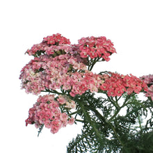 Load image into Gallery viewer, Achillea, 1 gal,Saucy Seduction