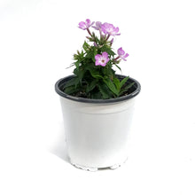 Load image into Gallery viewer, Phlox, 1 gal, Pro Lilac
