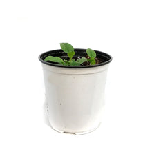Load image into Gallery viewer, Echinacea, 1 gal, Blaze Green