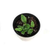 Load image into Gallery viewer, Echinacea, 1 gal, Blaze Green