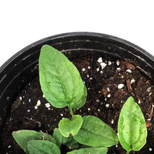 Load image into Gallery viewer, Echinacea, 1 gal, Blaze Green