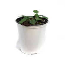 Load image into Gallery viewer, Echinacea, 1 gal, Blaze Yellow