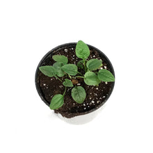 Load image into Gallery viewer, Echinacea, 1 gal, Blaze Yellow