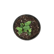 Load image into Gallery viewer, Echinacea, 1 gal, Blaze Lime