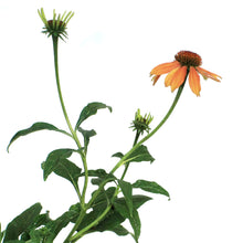Load image into Gallery viewer, Echinacea, 1 gal, Blaze Orange