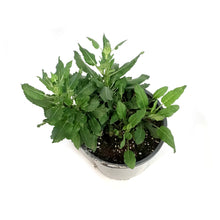 Load image into Gallery viewer, Salvia, 1 gal, Neon Pink