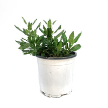 Load image into Gallery viewer, Salvia, 1 gal, Neon Pink