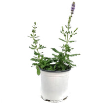 Load image into Gallery viewer, Salvia, 1 gal, Ice Blue