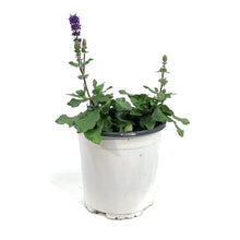 Load image into Gallery viewer, Salvia, 1 gal,Midnight Purple