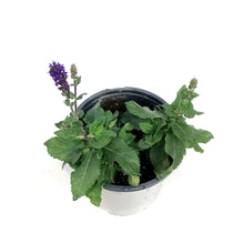 Load image into Gallery viewer, Salvia, 1 gal,Midnight Purple