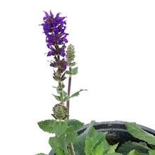Load image into Gallery viewer, Salvia, 1 gal,Midnight Purple