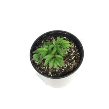 Load image into Gallery viewer, Peony, 1 gal,Double Pink