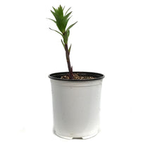 Load image into Gallery viewer, Lilium, 1 gal, Tarrango