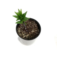 Load image into Gallery viewer, Lilium, 1 gal, Tarrango