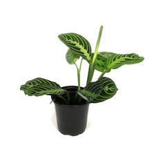 Load image into Gallery viewer, Maranta, 4in,Lime