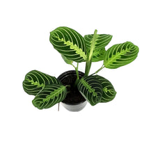 Load image into Gallery viewer, Maranta, 4in,Lime
