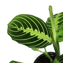Load image into Gallery viewer, Maranta, 4in,Lime