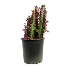 Load image into Gallery viewer, Cactus, 1 Gal, Euphorbia African Milk Tree, Red