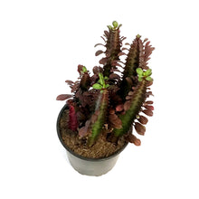 Load image into Gallery viewer, Cactus, 1 Gal, Euphorbia African Milk Tree, Red