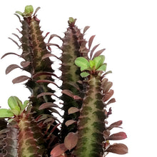 Load image into Gallery viewer, Cactus, 1 Gal, Euphorbia African Milk Tree, Red