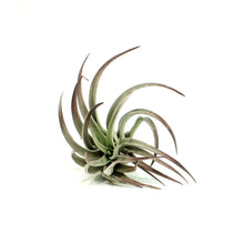 Load image into Gallery viewer, Tillandsia Plagiotropica, 3-5"