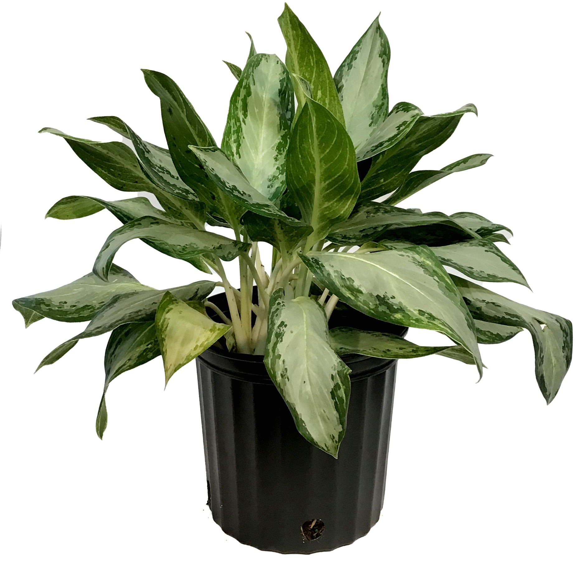 Aglaonema, 10in, Golden Bay – Floral Acres Greenhouse & Garden Centre
