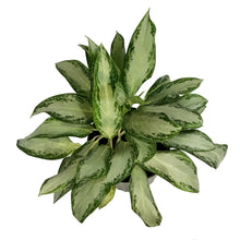 Load image into Gallery viewer, Aglaonema, 10in, Golden Bay