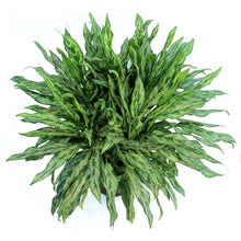 Load image into Gallery viewer, Aglaonema, 10in, Juliette