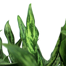 Load image into Gallery viewer, Aglaonema, 10in, Juliette