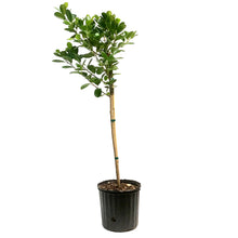 Load image into Gallery viewer, Ficus, 10in, Moclaime