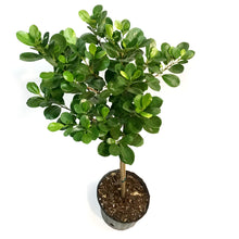 Load image into Gallery viewer, Ficus, 10in, Moclaime
