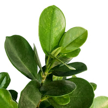 Load image into Gallery viewer, Ficus, 10in, Moclaime