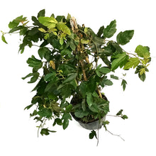 Load image into Gallery viewer, Plassiflora Passion, 10in, Vine Trellis