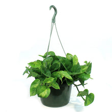 Load image into Gallery viewer, Pothos, 10in, Camouflage, Hanging Basket